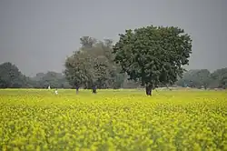 A mustard farm in Kotkasim in Khairthal-Tijara district (Rajasthan)