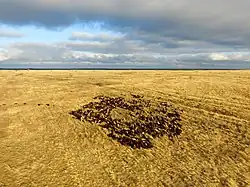 Sheep herding in the steppe