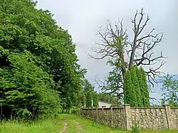Oak of Trentovskyi