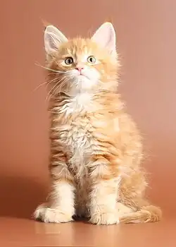 A red tabby kitten with large paws