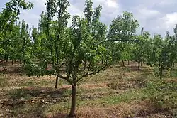 Pear orchard in Sirkovo, North Macedonia