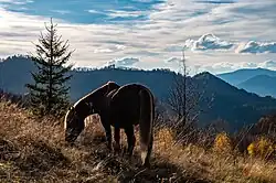 A horse grazing on a mountain