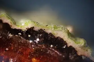 Microscopic cross-section showing green algal layer above darker fungal tissue