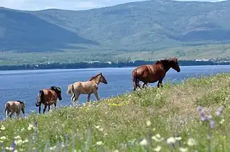 Horses in Abzelilovsky District