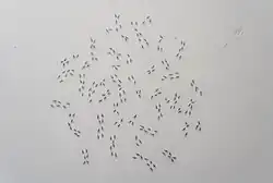 Pavel Otdelnov. Karyotype. 2021