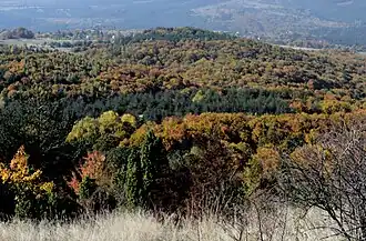 Autumn forest in Plana