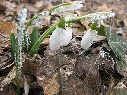 A flower covered with snow or ice