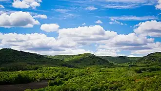 Pine tree over wooded valley, Khvalynsky NP