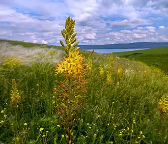 Landscape image of a hilly field with the flowering plant Eremurus spectabilis in the foreground