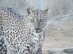 Image 30The critically endangered Arabian leopard (from Wildlife of Yemen)