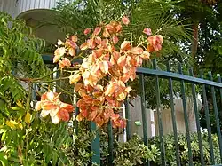 Yellow golden seed pods