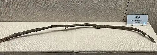 Grapevine from Yanghai, said to be the ancestor of Chinese wine.[25]