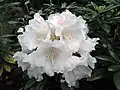 Rhododendron degronianum ssp yakushimanum -Leuven Botanical Garden, Belgium- (9227006945)