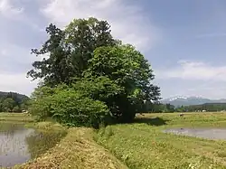 Honederamura Shōen Site