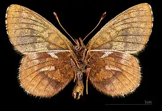 Boloria improba improbula ♂ △