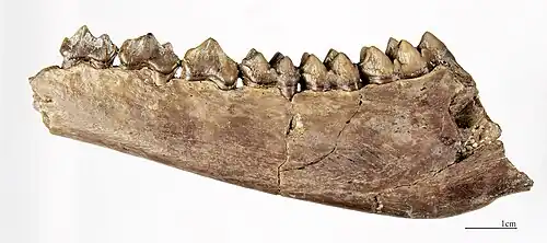 Dorcatherium crassum Left Hemi Mandible MHNT