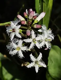 Menyanthes