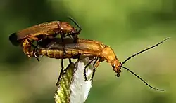 Mating on elmleaf blackberry.