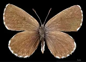 Scolitantides o. orion ♀