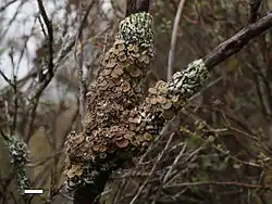 Menegazzia testacea, on a small tree in the Rangipo Desert, New Zealand. Scale bar = 1 cm.