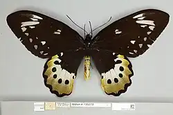 Ornithoptera goliath atlas, female dorsal view