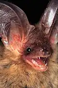 Example - long-eared bat (Plecotus auritus)