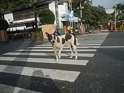 Askal, a street dog commonly seen in the Philippines