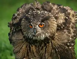 Eurasian eagle owl, Bubo bubo, erects the feathers on its neck to make itself appear larger.