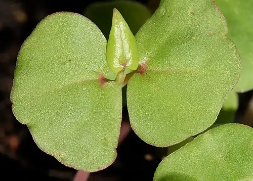 Buckwheat seedling with first true leaf