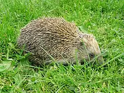 Brown hedgehog