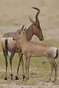 Cow and calf in Kgalagadi Transfrontier Park