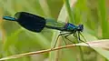 Calopteryx splendens