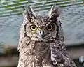 A Grand Duke African Owl