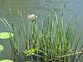 Flowering rush (Butomus umbellatus)