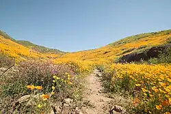 A huge field of flowers