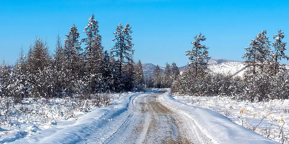 Trees in winter at Oymyakon