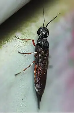 Xiphydria prolongata