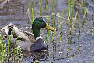 Mallard drake in West Pond