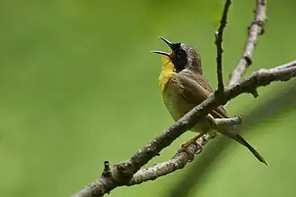 Common Yellowthroat near Bluebird Trail