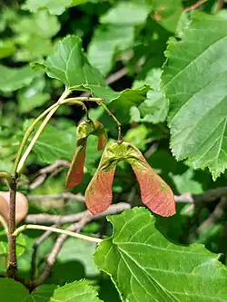 Foliage and fruit; Serbia