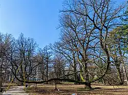 View of Fabrykant Oak