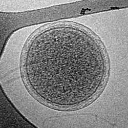 Cryo-EM image of an intact ARMAN cell from an Iron Mountain biofilm. Image width is 576 nm.