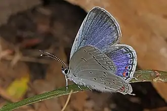 Eastern tailed-blue butterfly