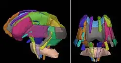 Visualization of some atlas-based ROIs which correspond to major anatomical fiber tracts. The atlas was provided as part of a download of DTI studio.