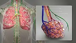 A 3D Medical illustration showing different terminating ends of Bronchial airways connected to alveoili, lung parenchyma & lymphatic vessels.