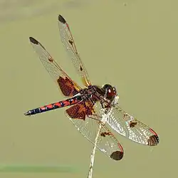 Calico pennant (Celithemis elisa) male, Chambers County