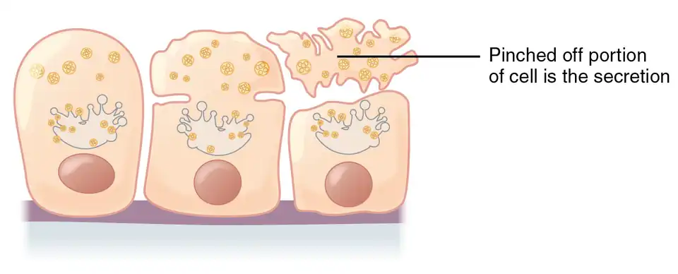 Apocrine secretion