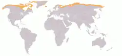 A map with a white background showing gray silhouettes of continents with countries outlined in white displays orange shading over areas where the tundra biome can be found.