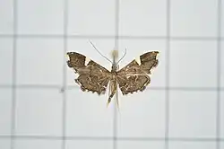 Diathrausta profundalis