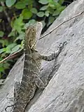 Water dragon lizard beside Kedron Brook (2021).